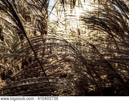 Abstract And Textured Golden Background Of Ornamental Plant Silvergrass (miscanthus) With Backlight 