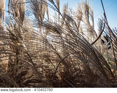 Abstract And Textured Golden Background Of Ornamental Plant Silvergrass (miscanthus) With Backlight 