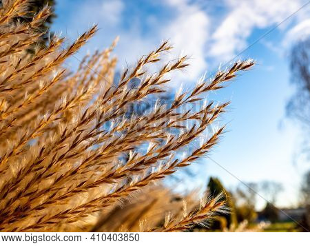 Textured Golden Background Of Ornamental Plant Silvergrass
