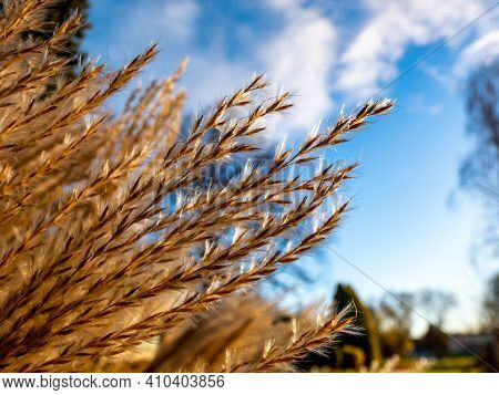 Abstract And Textured Golden Background Of Ornamental Plant Silvergrass (miscanthus) With Backlight 