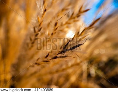 Macro Shot Of Grass Detail. Golden Background Of Ornamental Plant Silvergrass (miscanthus) With Back