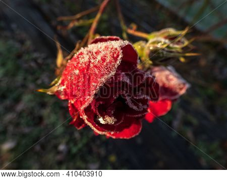 Macro Shot Of Beautiful Frozen Frost Crystals On Red Rose In Beautiful Morning Sunlight In The Botan