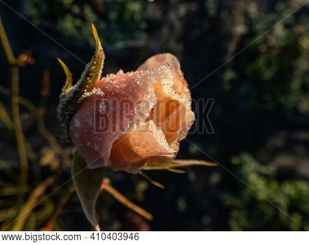 Macro Shot Of Beautiful Peach-pink Rose Blossom Covered In Morning Frost In Beautiful Golden Hour Li