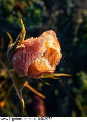 Macro Shot Of Beautiful Morning Frost On Pink-peach Rose In Beautiful Golden Hour Light With Dark Ba