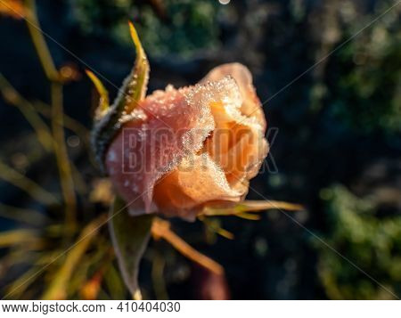 Macro Shot Of Beautiful Peach-pink Rose Blossom Covered In Morning Frost In Beautiful Golden Hour Li