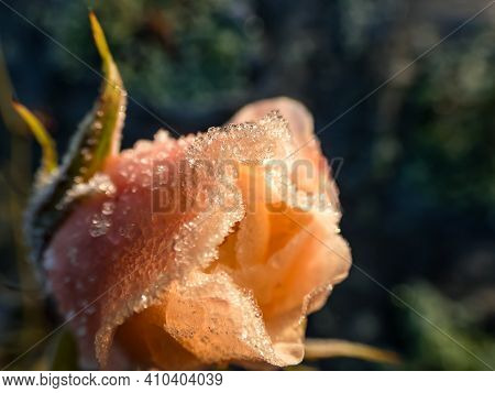 Macro Shot Of Beautiful Morning Frost On Pink-peach Rose In Beautiful Golden Hour Light With Dark Ba