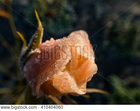 Macro Shot Of Beautiful Morning Frost On Pink-peach Rose In Beautiful Golden Hour Light With Dark Ba
