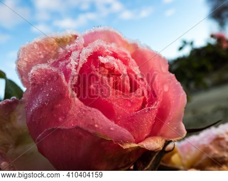 Macro Shot Of Beautiful Frozen Pink Rose Covered With Early Morning Frost Crystals With Garden And B