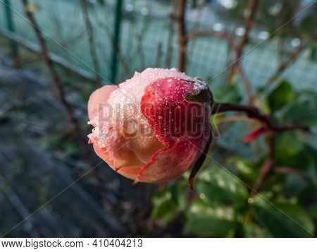 Macro Shot Of Beautiful Single Frozen Pink And Red Rose Covered With Early Morning Frost Crystals
