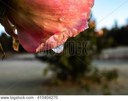 Macro Shot Of Beautiful Frozen Water Drop Dripping Down From A Pink Rose Petal Covered With Early Mo
