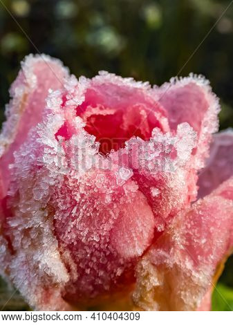 Macro Shot Of Beautiful Frozen Pink Rose Covered With Early Morning Frost