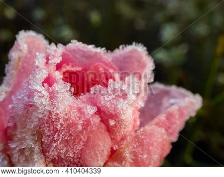 Macro Shot Of Beautiful Frozen Pink Rose Covered With Early Morning Frost.
