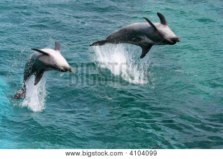 Saltando i delfini