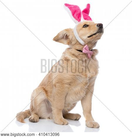 adorable golden retriever dog wearing bunny ears and pink bowtie, curiously looking up and sitting isolated on white background in studio