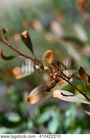 Bronze Colored New Growth Of The Australian Native Finger Hakea, Hakea Dactyloides, Family Proteacea