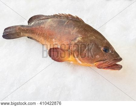 The Atlantic Wreckfish, (polyprion Americanus), Also Known As The Stone Bass Or Bass Groper In A Fis