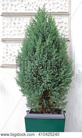 Small Evergreen Pine Tree In Hanging Pot