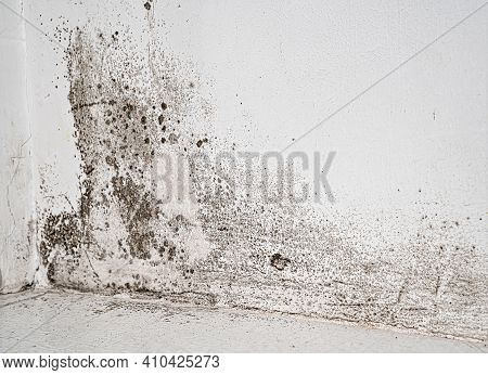 White Wall With Black Mold. Dangerous Fungus For Human Health