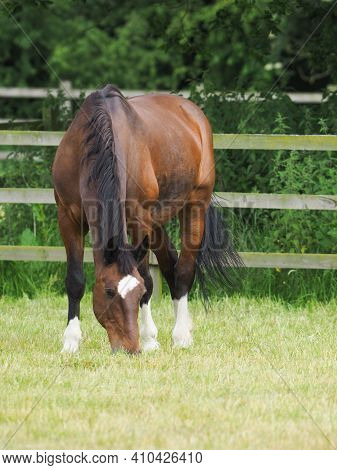 A Pretty Bay Horse Grazes In A Summer Paddock.
