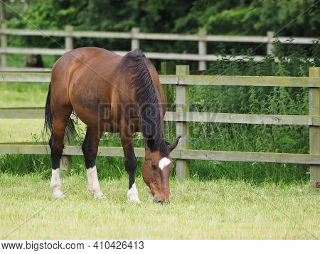 A Pretty Bay Horse Grazes In A Summer Paddock.