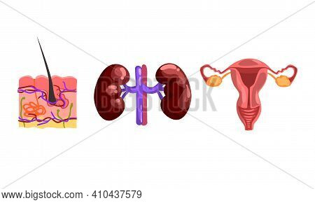 Kidneys, Skin Internal Structure With Hair Bulb, Female Reproductive System, Human Internal Organs S