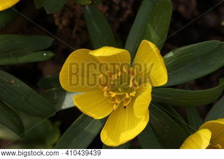 Eranthis Hyemalis Is A Plant Found In Europe