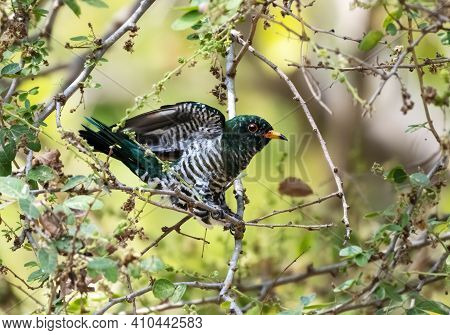 Male Asian Emerald Cuckoo Perching On The Branch And Flapping Its Wings , Thailand