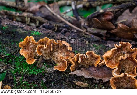 Bracket Fungi On A Tree Trunk With Green Moss In Autumn