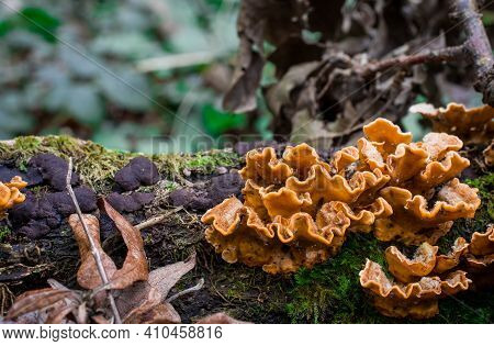 Bracket Fungi On A Tree Trunk With Green Moss In Autumn