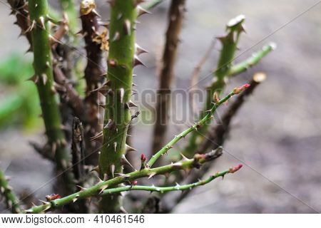 Trimmed Rose Bush. Close-up Part Of Thorn Bush. Stem Of Rose Bush With Thorns And Green Leaves On Bl
