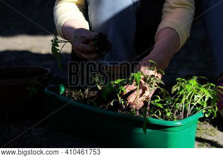 Tomato Seedlings. The Hand Of A Senior Woman Are Planting The Tomato Seedlings Into Green Container 