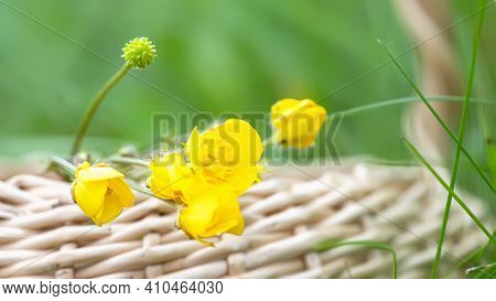 Ranunculus Repens, Creeping Buttercup, Creeping Crowfoot, Sitfast Flowers In Basket With Flowers Of 