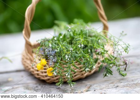 Bouquet Of Medicinal Plants In Basket On A Wooden Table. Fumaria Officinalis, Myosotis Stricta, Ranu