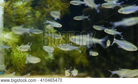 Diversity Of Tropical Fishes In Exotic Decorative Aquarium. Assortment In Chatuchak Fish Market Pet 
