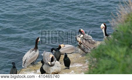 Brown Pelicans With Throat Pouch And Double-crested Cormorants After Fishing, Rock In La Jolla Cove.