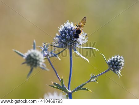 Wasp. A Small Wasp Sits On A Flower Of A Blue Thorny Plant. Prickly Eryngium Caeruleum, Yellow-belli