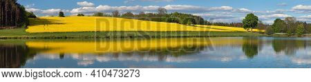 Field Of Rapeseed, Canola Or Colza In Latin Brassica Napus, Rape Seed Is Plant For Green Energy And 