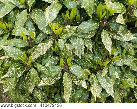 Spotted Laurel Bush Hedge With New Growth. Aucuba Japonica Plant