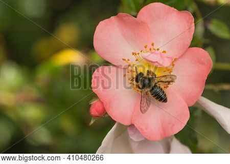 Leaf Cutter Bee On Pink Open Arms Rose