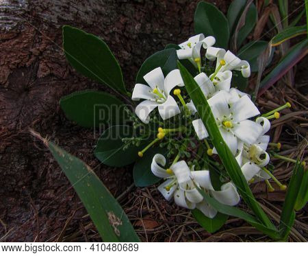 Flores Brancas Na Natureza E Cercadas De Vegetação