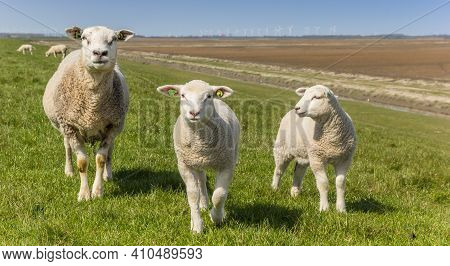 Groningen, Netherlands - April 11, 2020: Mother Sheep And Little Lambs In The Dollard Region In The 