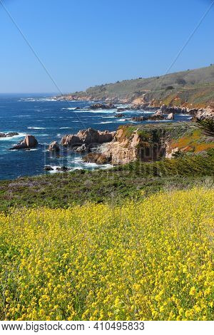 California Nature - Coast Landscape In Garrapata State Park. Monterey County. Canola Field.