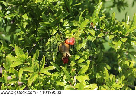 Punica Tree Or Pomegranate Tree (punica Granatum) Closeup, Nice City, France