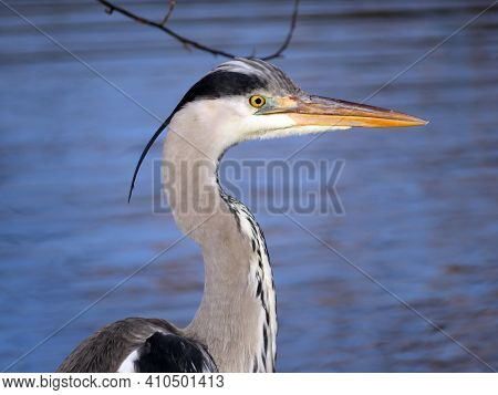 The Grey Heron Bird (ardea Cinerea), Der Graureiher Oder Fischreiher Vogel Ili Siva Čaplja In Lake A