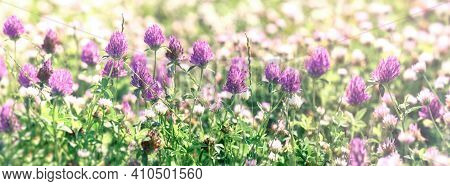 Clover Flower, Flowering Red Clover And White Clower In Meadow, Beautiful Nature In Spring