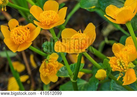 Several Yellow Flowers In A Swamp. Marsh Marigolds With Open Flowers. Green Flower Stalks With Heart