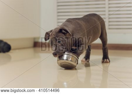 Mystified Blue American Bully Puppy Curiously Walking Forward With Its Mouth.