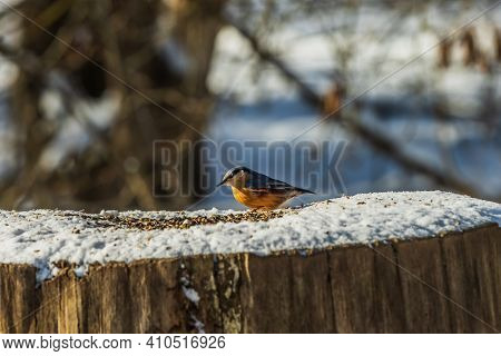 Nuthatch Woodpecker Sitting In Front Of Cereal Grains. Snow-covered Tree Trunk In Winter. Bird In Su