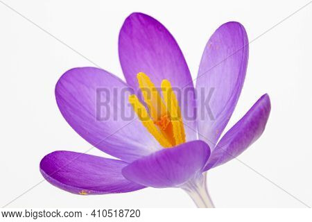 Closeup Image Of A Crocus Tommasinianus Against A White Background