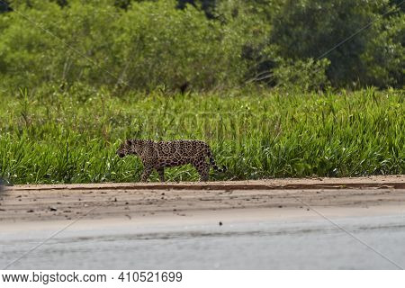 Jaguar, Panthera Onca, Is A Large Felid Species And The Only Extant Member Of The Genus Panthera Nat